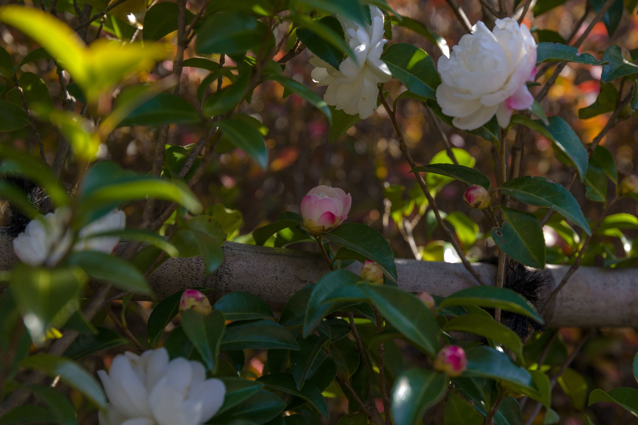 白い山茶花にピンクを添えて