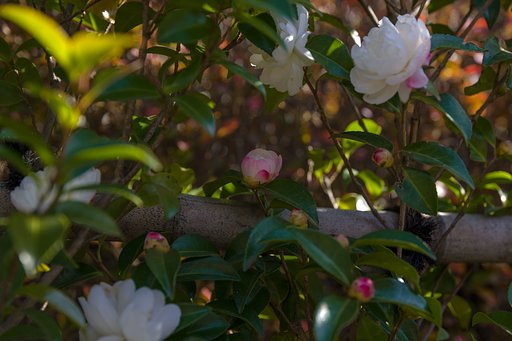 白い山茶花にピンクを添えて