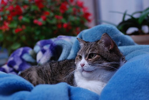 ニャンコのポートレート