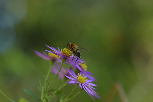 晩秋の訪花