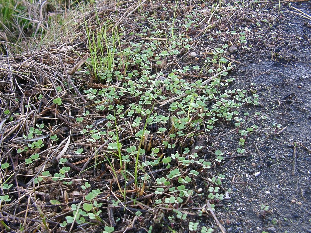町道脇の菜種に双葉が！