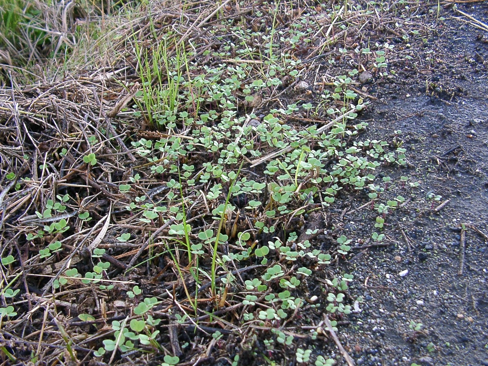 町道脇の菜種に双葉が！