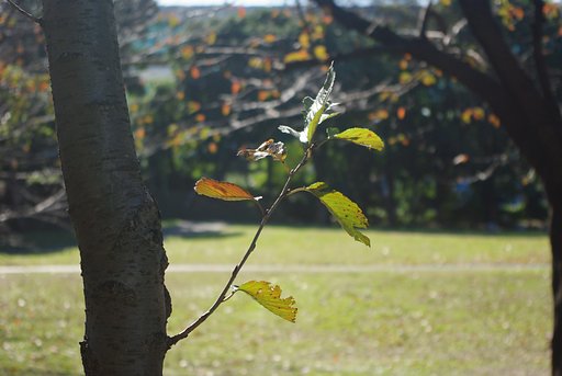 小春日和