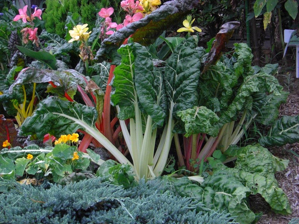 巨大野菜