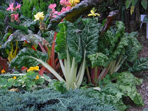巨大野菜