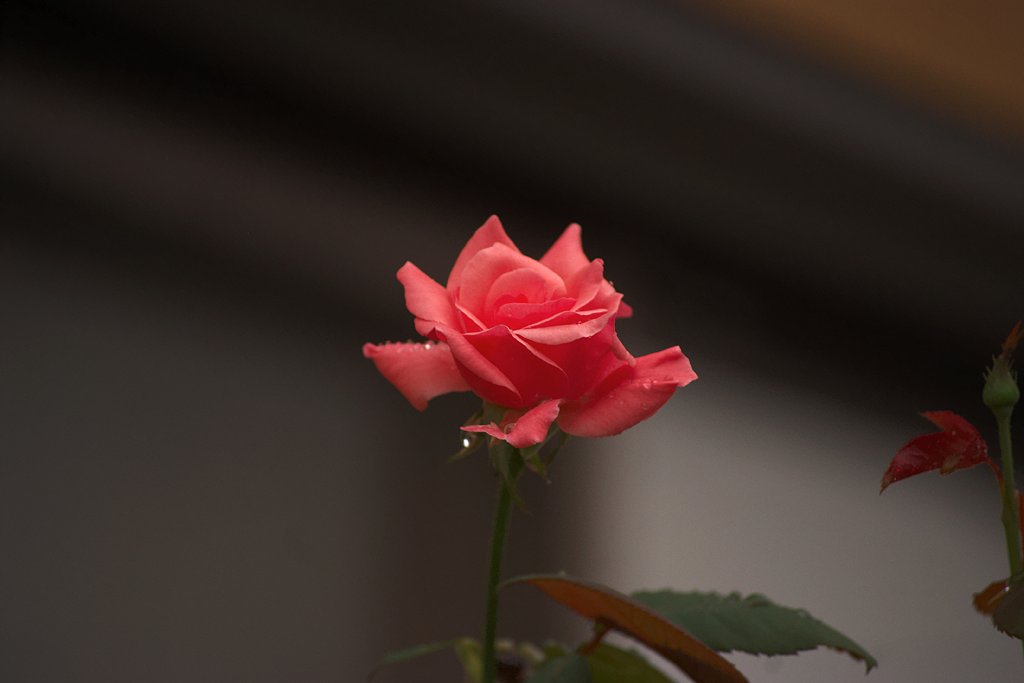 一輪の薔薇