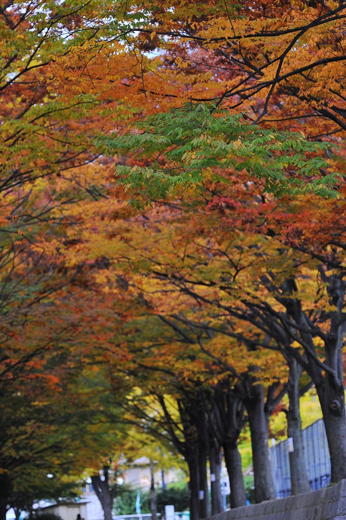 紅葉の道