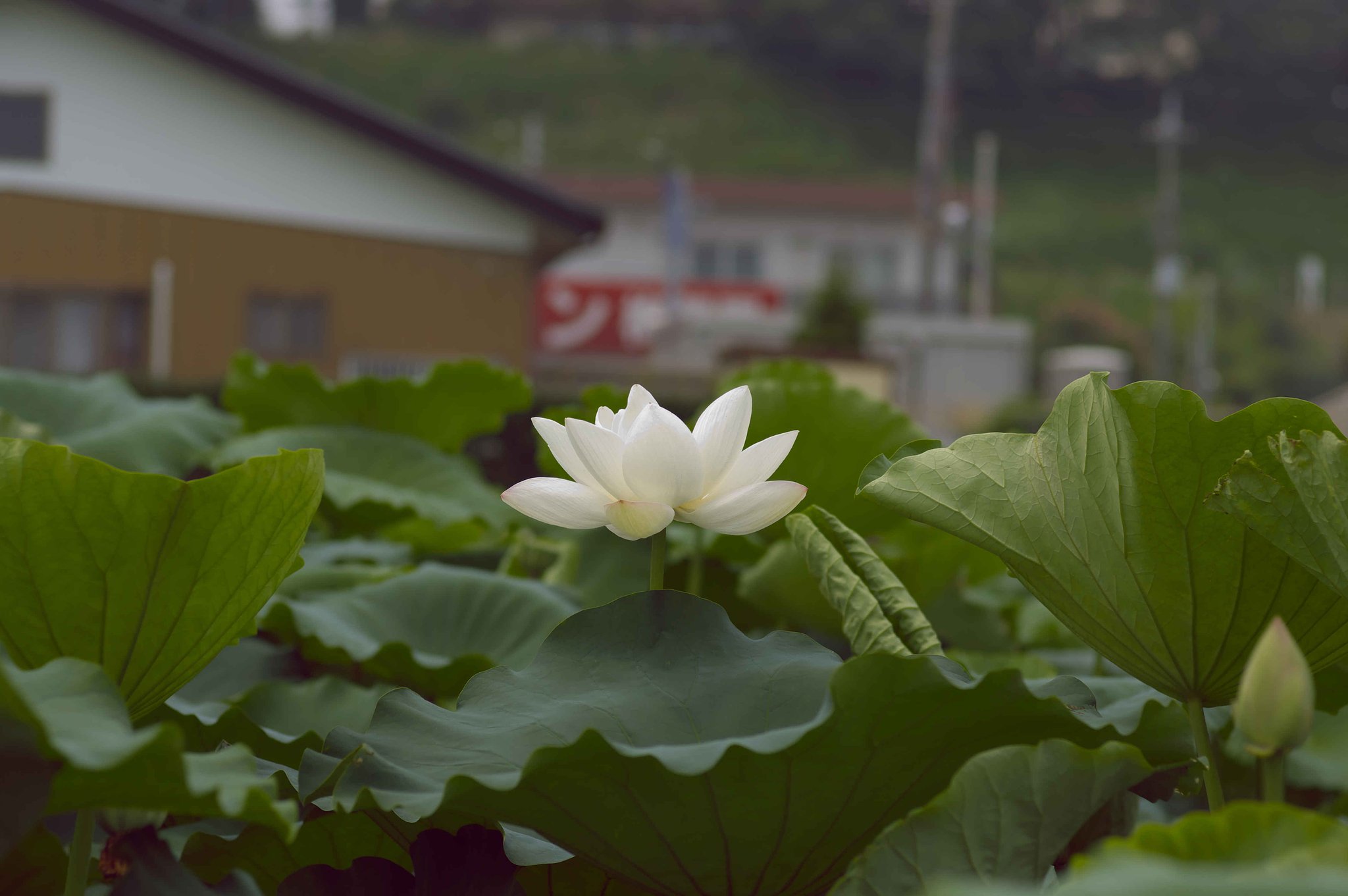 レンコン・・・
