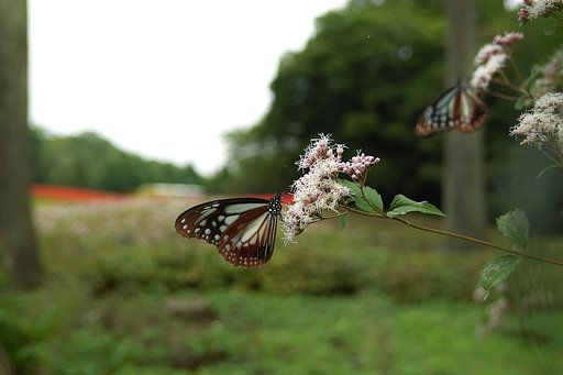 【秋影】旅をするチョウ　アサギマダラ