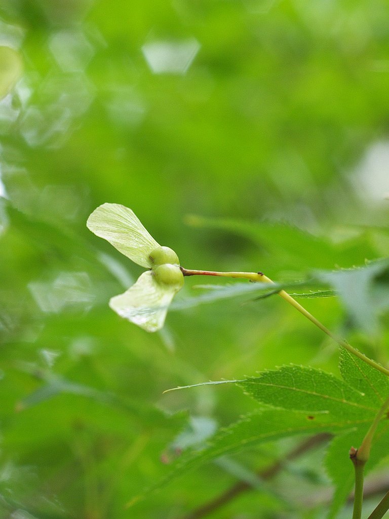 楓の種・・・^^;