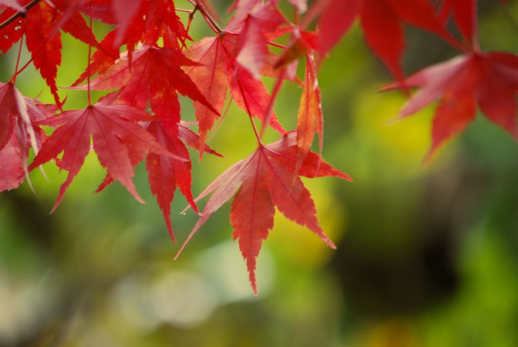 カエデ紅葉