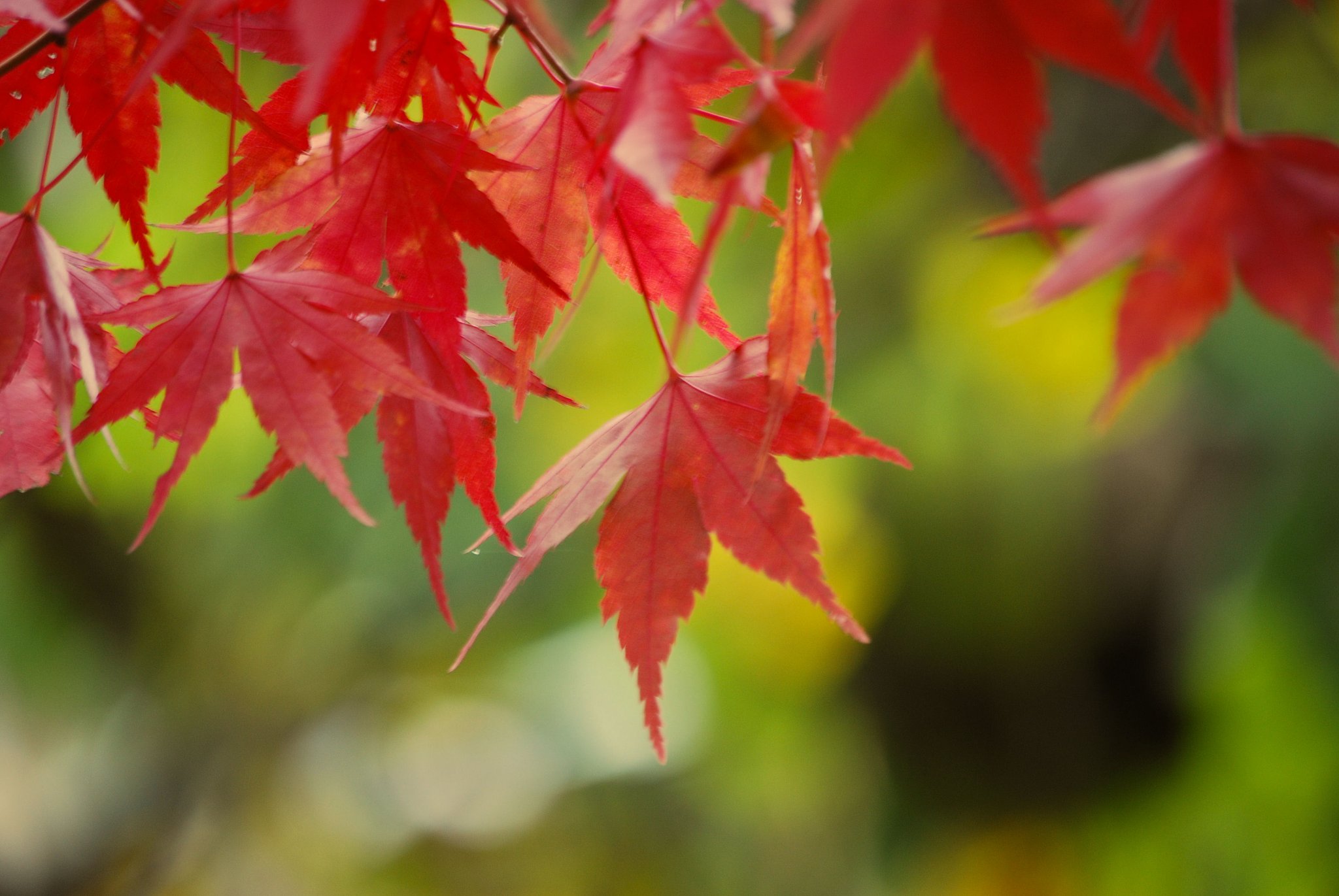カエデ紅葉