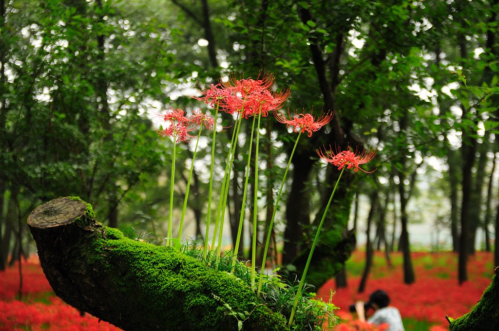 彼岸花