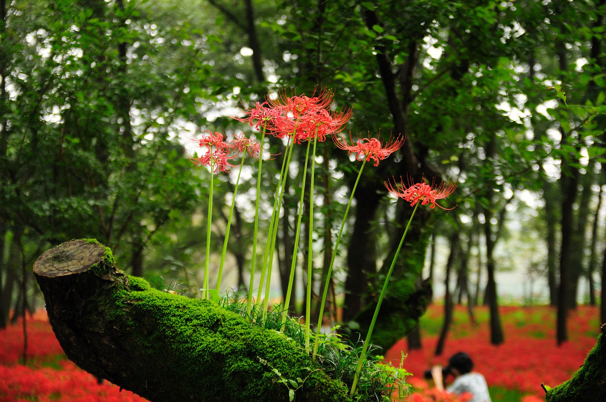 彼岸花