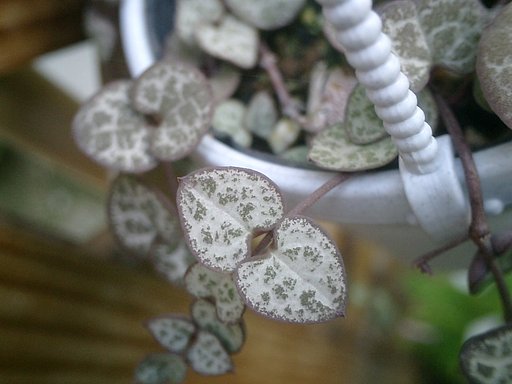 先ほどの変な花の葉っぱです