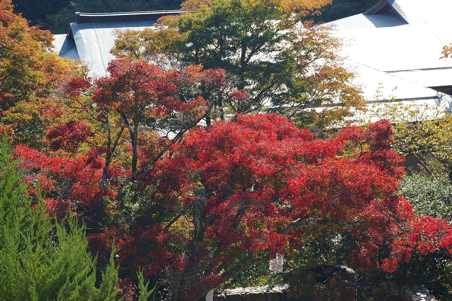 紅葉はまだまだな