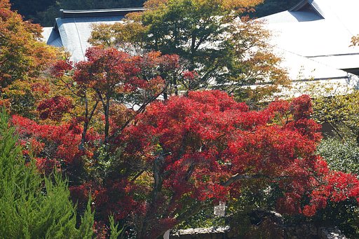 紅葉はまだまだな