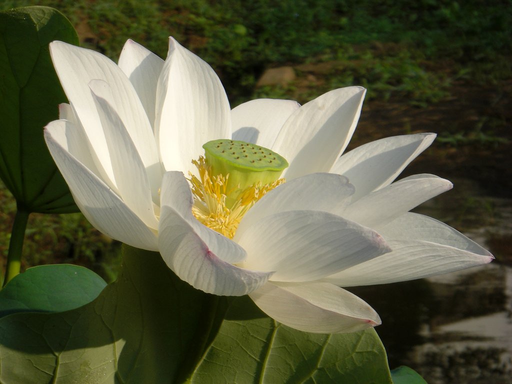 町田薬師池公園 のハス（観蓮会）