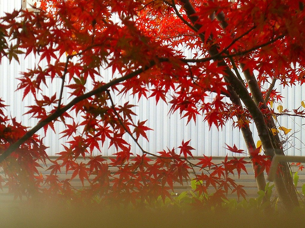 窓越し