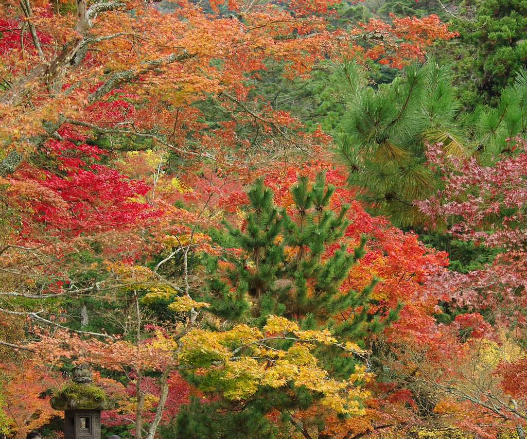 紅葉谷公園