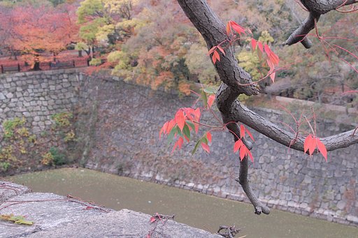 紅葉色々