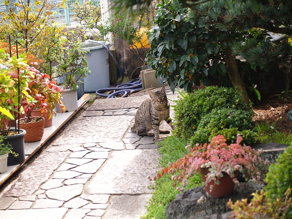 うち野良猫
