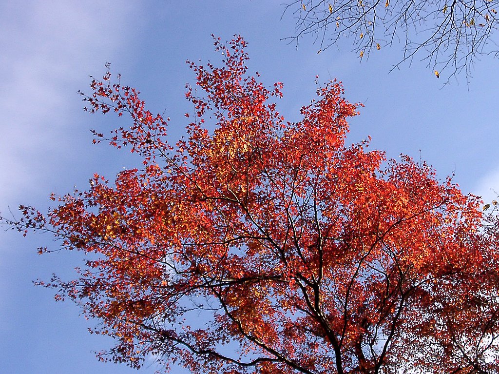 ◆紅葉スケッチ-13 高尾山⑨