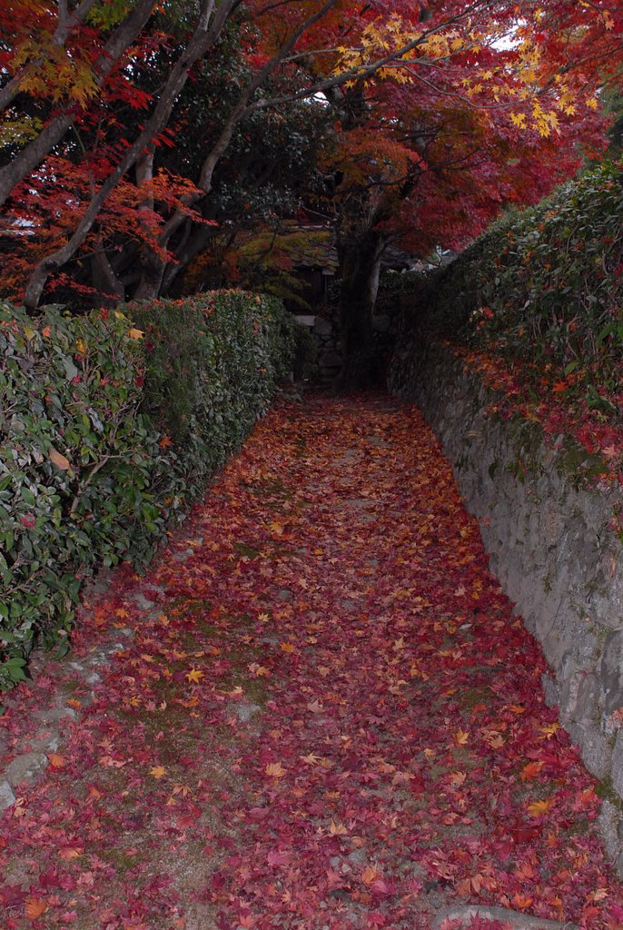 秋の小道