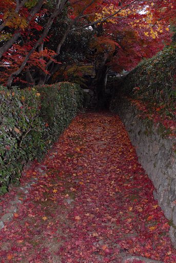 秋の小道