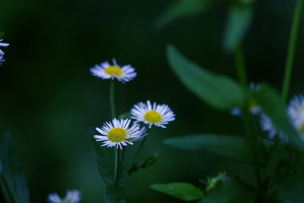 野に咲く花