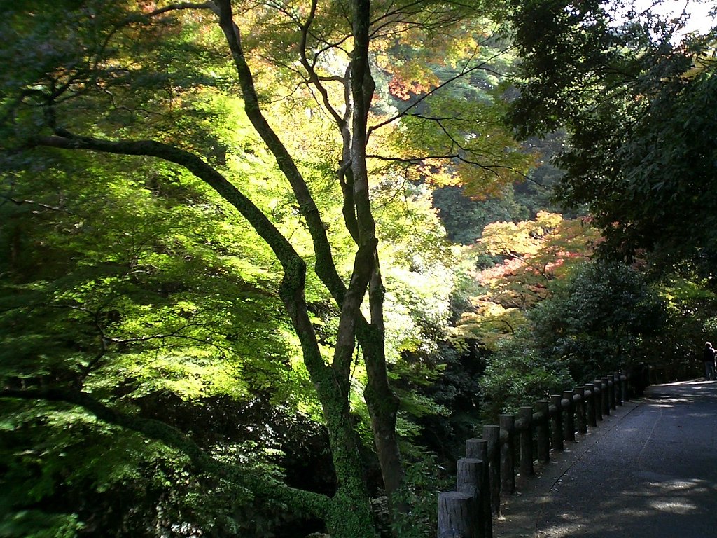 紅葉の煌き