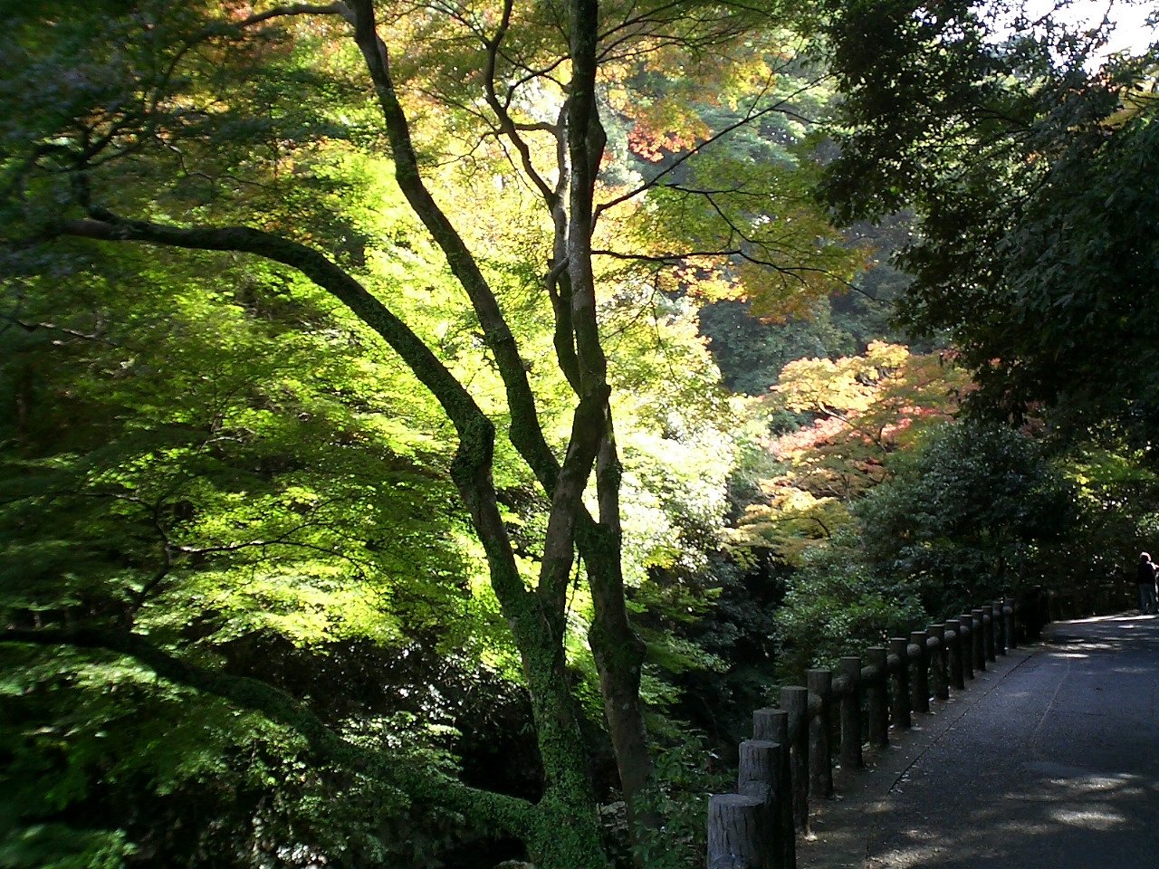 紅葉の煌き
