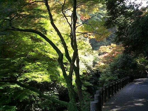 紅葉の煌き