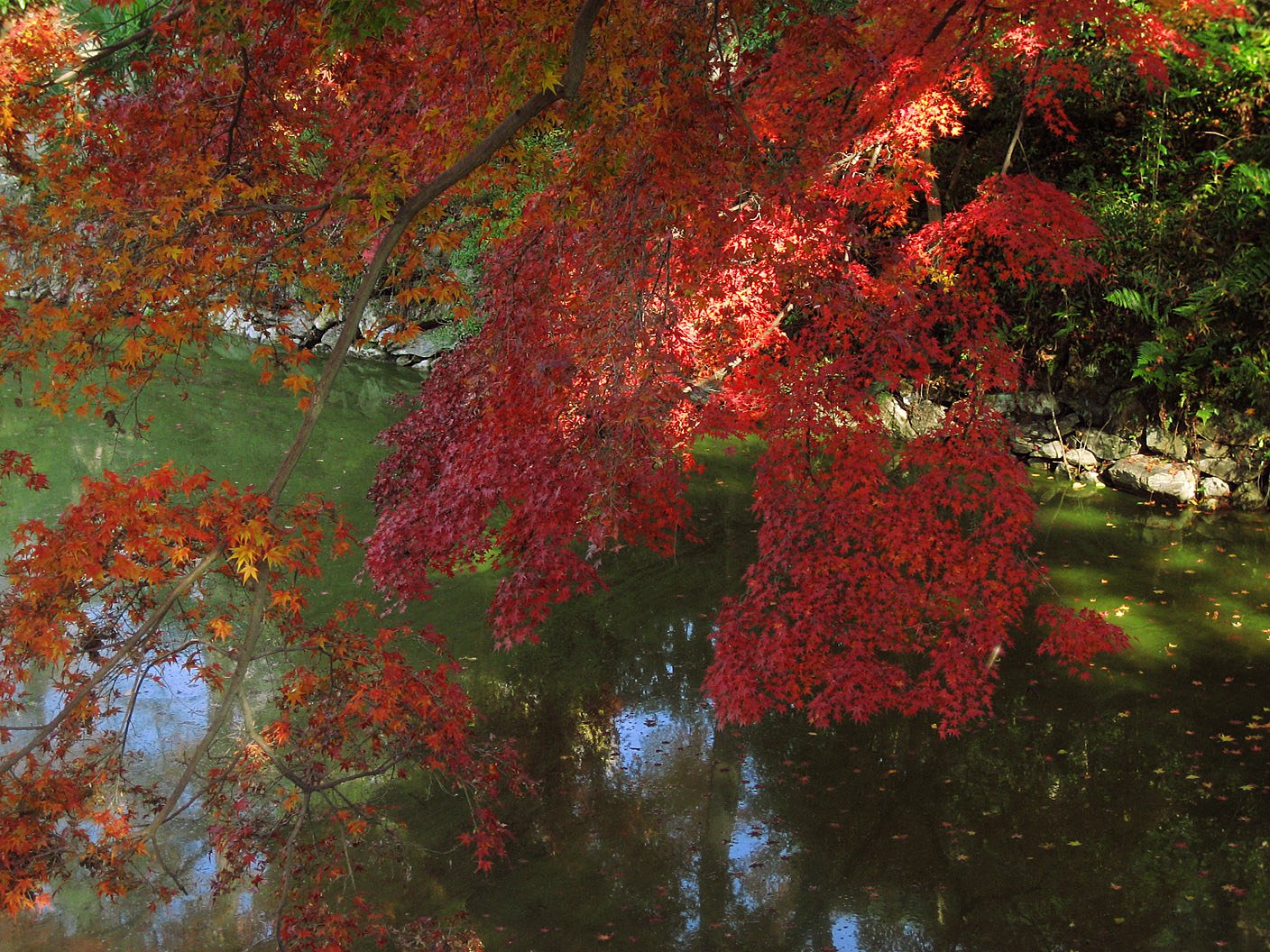 放生池、紅葉