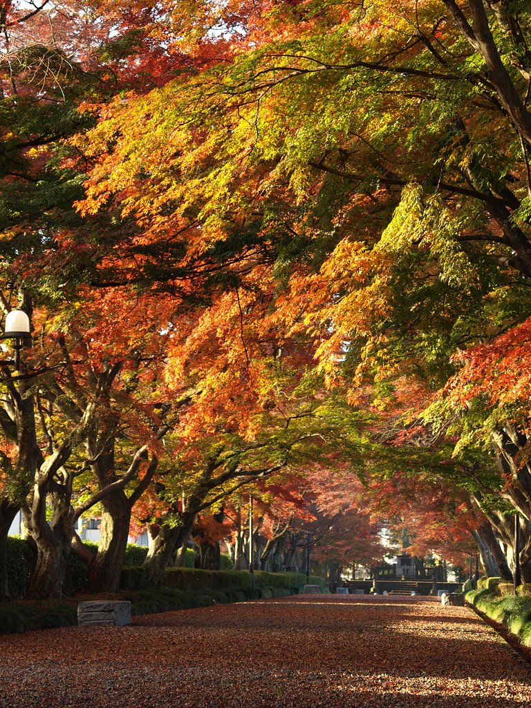 紅葉のトンネル