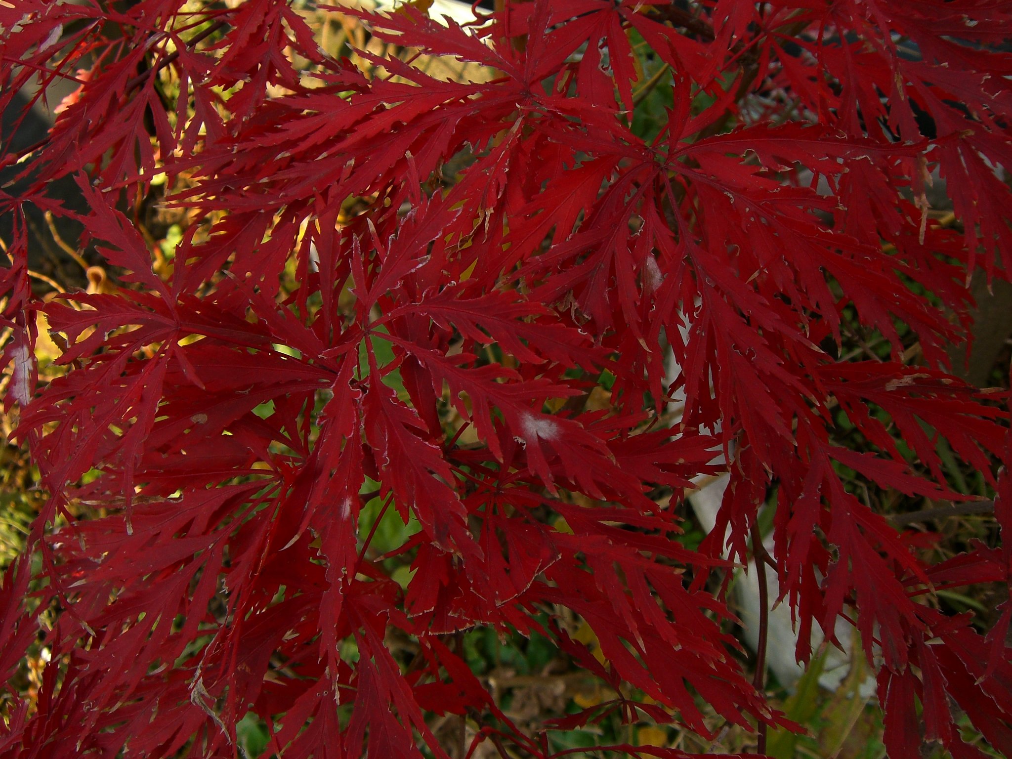 我が家の紅葉