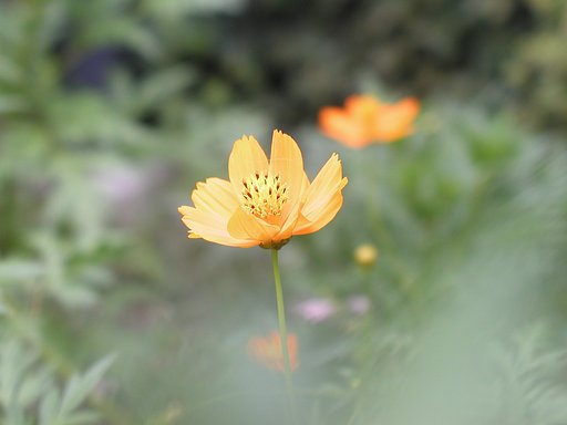 黄花コスモス？