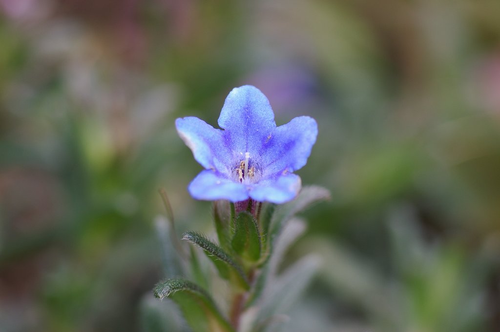 近所の花　其の3