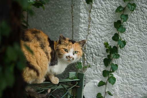 ねこ〜〜〜