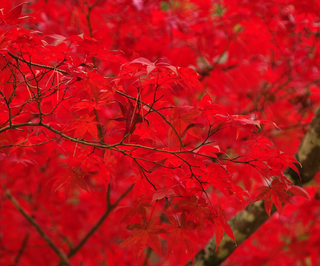 紅葉谷公園