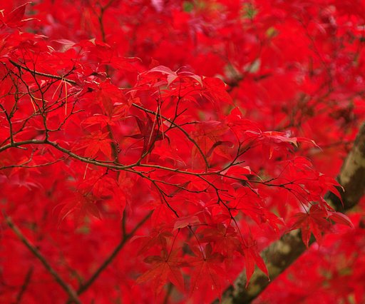 紅葉谷公園