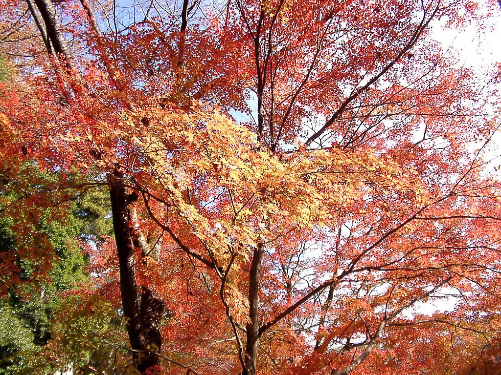 ◆紅葉スケッチ-11 高尾山j⑦