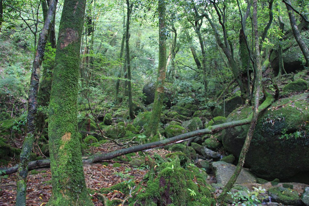 屋久島原生林