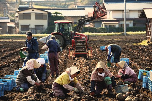 【２００８】 こんにゃく収穫風景