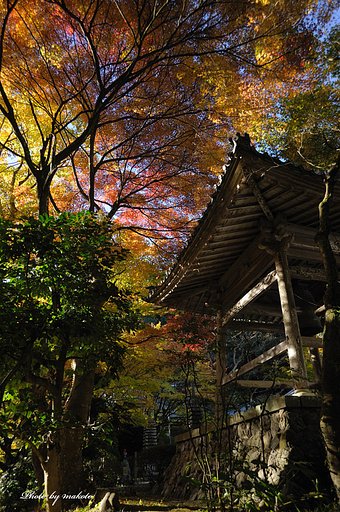 京都には行けませんが・・・