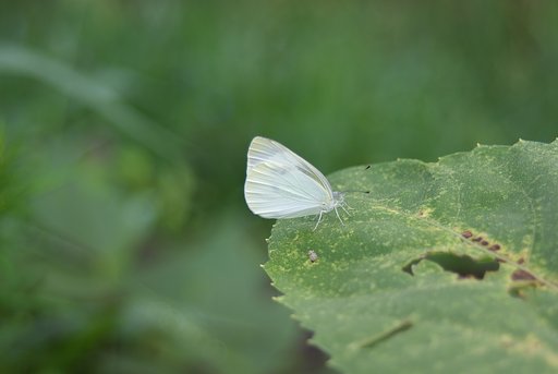向日葵の葉に止ったモンシロチョウ？
