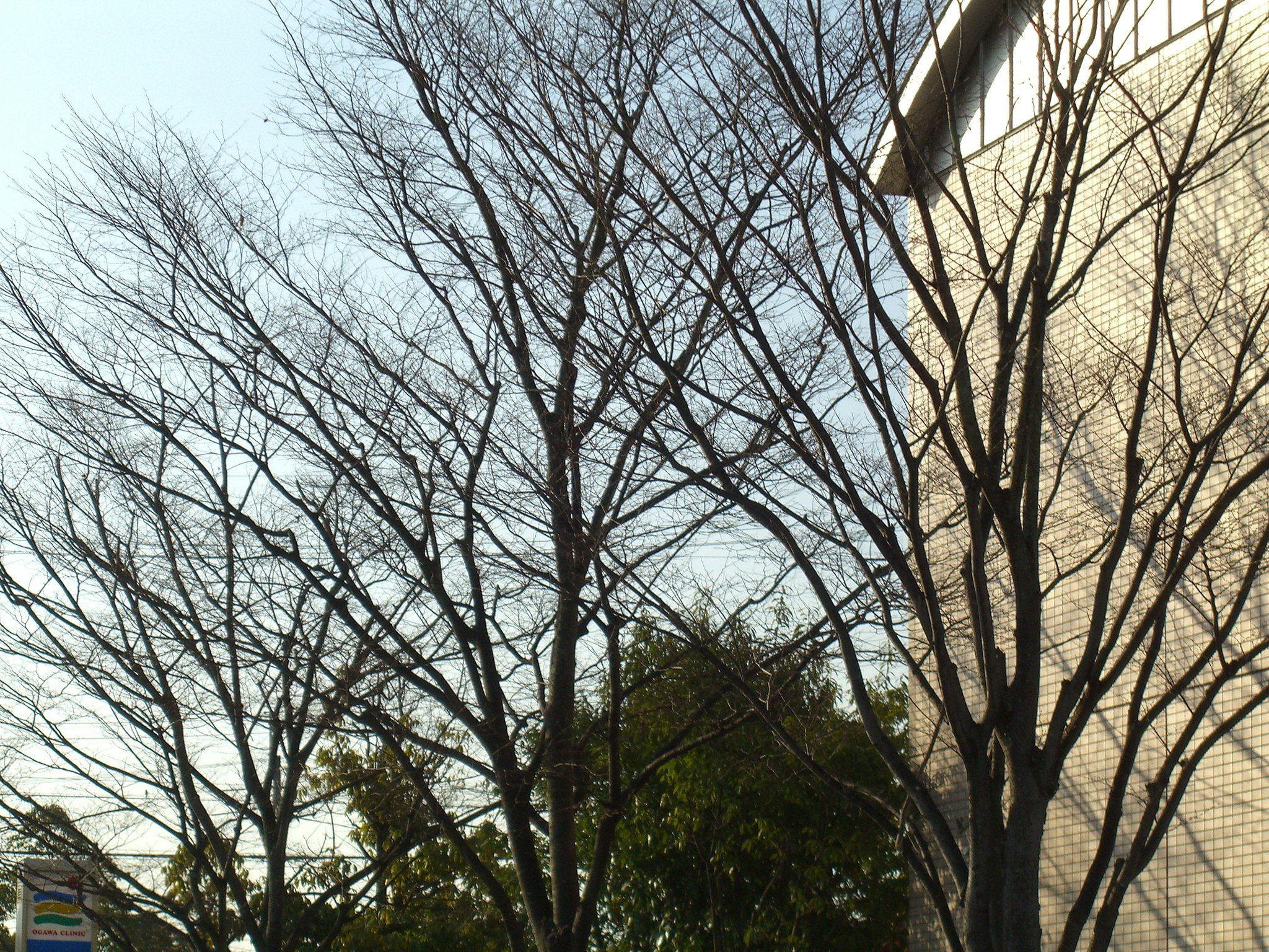 裸に