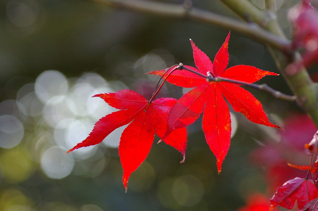 真紅のもみじ