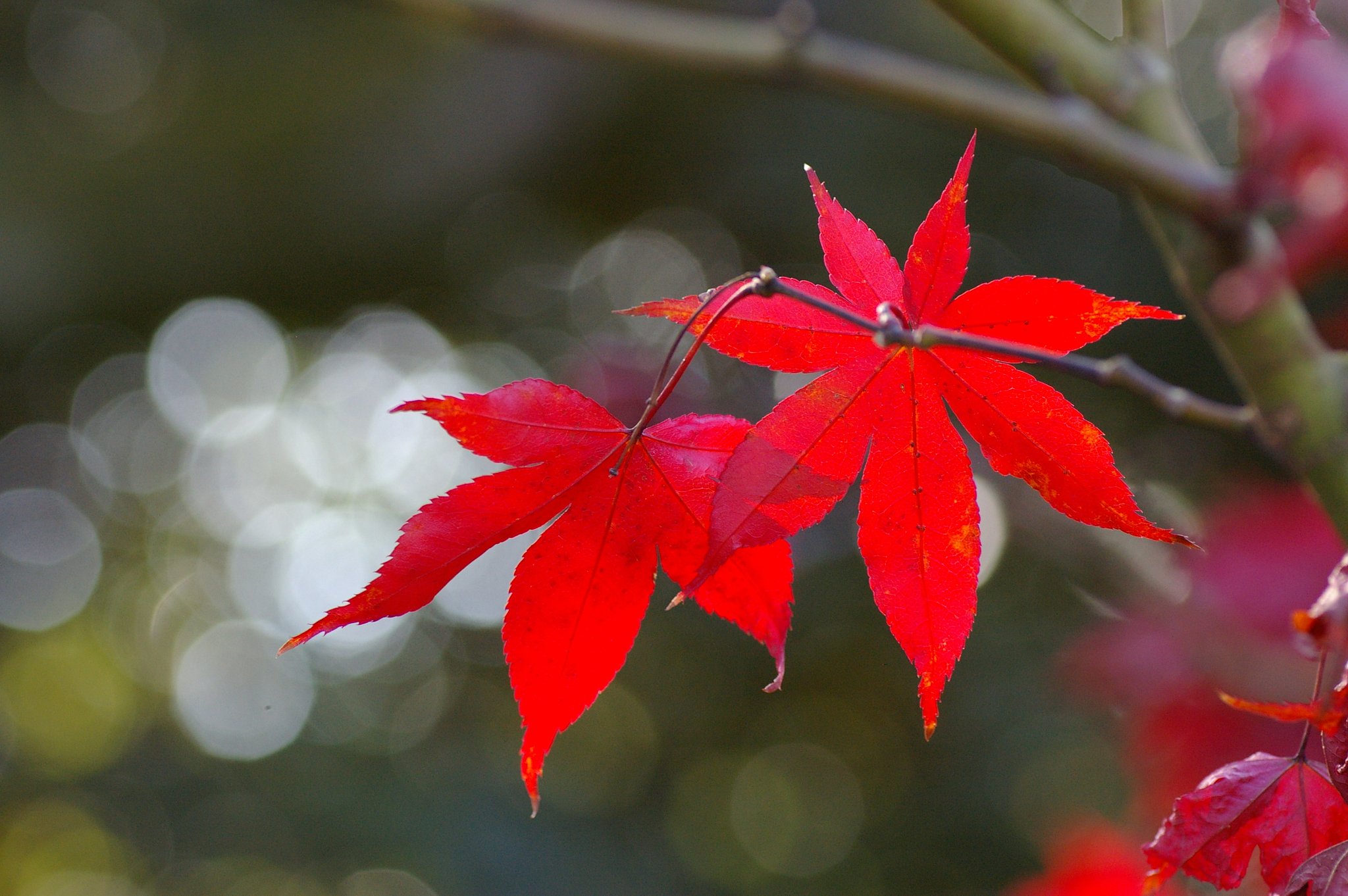 真紅のもみじ
