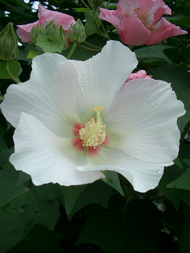 〜　酔芙蓉　〜